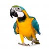 parrot5.jpg