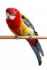 parrot.jpg