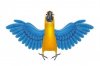 cute-parrot-with-blue-wings_72147492189.jpg