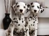 puppies.jpg
