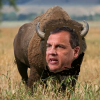 bison-400.png