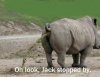 rhino.jpeg